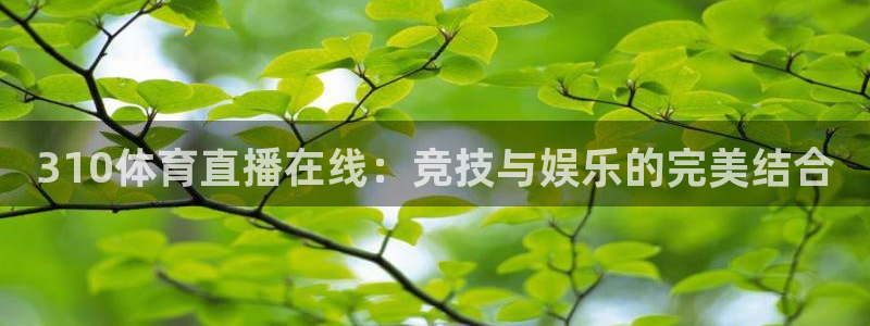 310体育直播在线：竞技与娱乐的完美结合