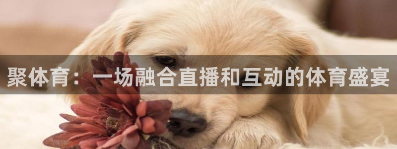 聚体育：一场融合直播和互动的体育盛宴