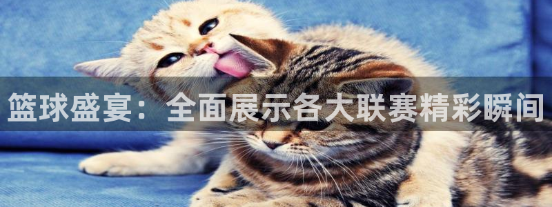 篮球盛宴：全面展示各大联赛精彩瞬间