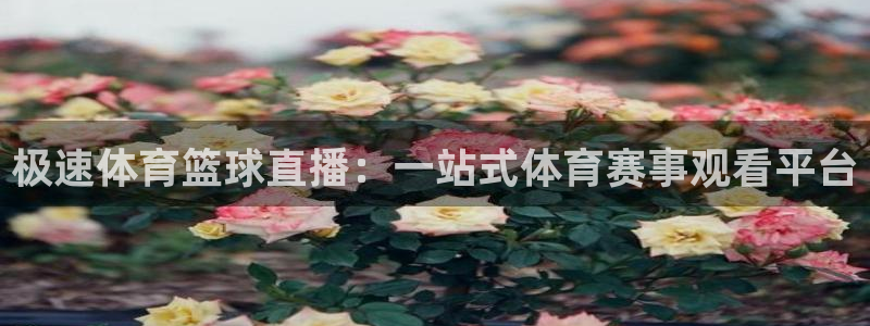 极速体育篮球直播：一站式体育赛事观看平台